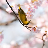 yellow bird on a branch of cherry