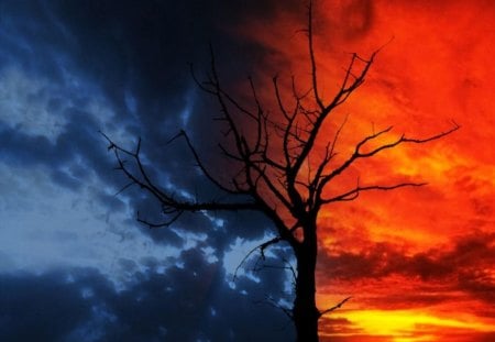 day and night - night, sky, tree, day