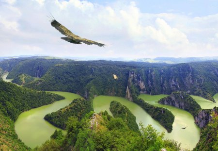 Griffon floats in the sky above the river canyon Uvats, Serbia - canyon, uvats, river, serbia