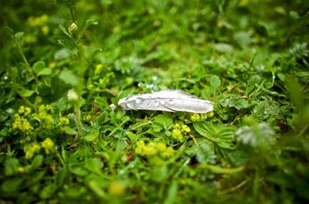 wet grass - nature, soft, green, grass