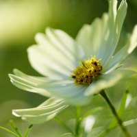 white cosmos flower