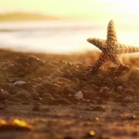 Starfish on the beach