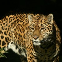 Beautiful Jaguar