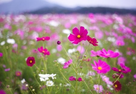 The field of multi-colored cosmos - field, colored, cosmos, multi