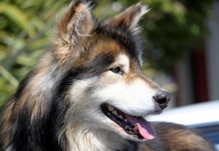 The Husky - pets, fur, pups, husky, dogs, wolves