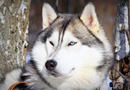 Blue Eyed Husky - pets, husky, fur, pup, nature, snow, dog, eyes