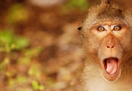 surprised monkey - surprised, monkey, wild