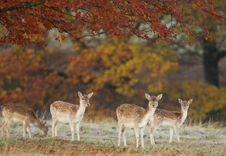 4 fawn in the wild - fawn, forrest, wild, 4