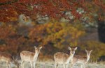 4 fawn in the wild