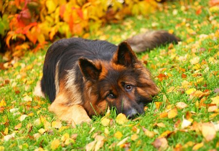 German shepherd lying in the grass - german, lying, grass, shepherd