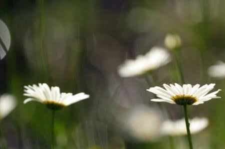 white daisies - white, nature, flowers, daisies