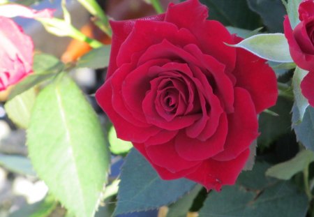 Red Splendor - flowers, flora, plants, roses