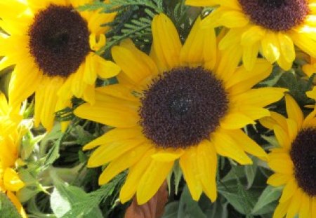 Sunflowers - sunflowers, flowers, floral, plants