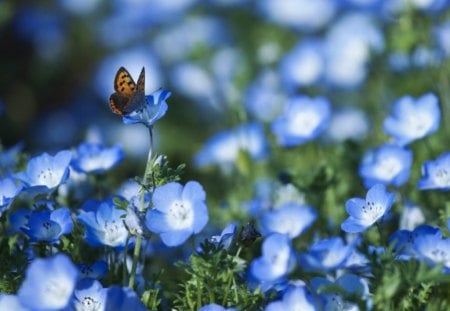 alone in the flower meadow - nature, butterfly, forget-me-not, blue, flowers, butterflies