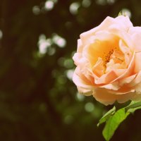 soft orange rose