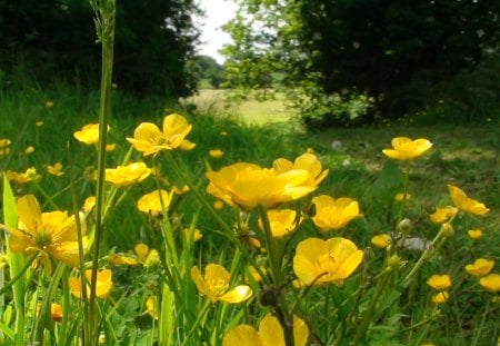 Buttercups - flowers, grass, medows, fields