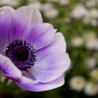 a purple poppy