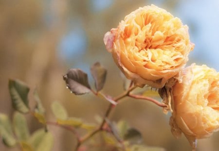 orange peach roses - flowers, orange, nature, soft