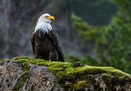 The Bald Eagle - bird, landscape, nature, majestic