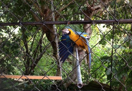 my backyard beauties - birds, lovely, macaws, amazing