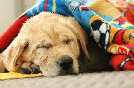 Sweet Dreams - retriever, dog, labrador, sweet, dreams