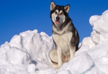 Malamute - malamute, husky, blue, wolf, snow, dogs, hd, background, sky, wallpaper