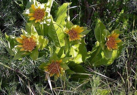 I fiori di Brosso - grasse, di piante, 1, di montagna, fiori