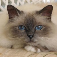 Birman Cat