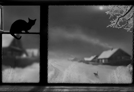 * - moon, silhouette, cat, wp, winter, night, bw, meeting, cold, frost, snow