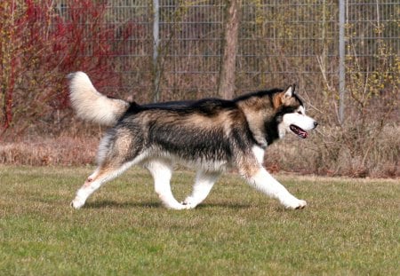 Alaskan Malamute - malamute, trees, husky, dog, grass, alaska, forest, tree, hd, alaskan, background, wallpaper