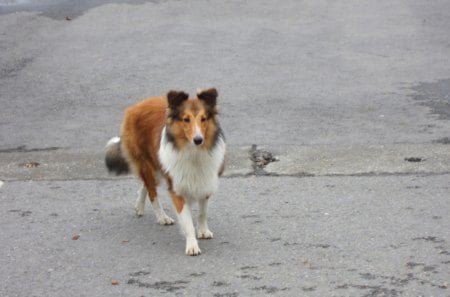 Beautiful dog - healthy, lovely, beautiful, dog