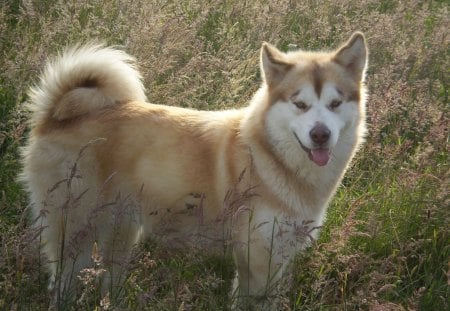 Malamute - cute, flowers, grass, white, malamute, dogs, husky, alaskan, dog