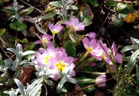 I fiori di Brosso - selvatiche, primule, viola, 1