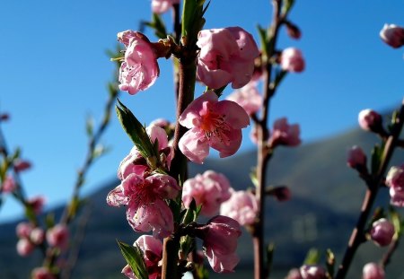 I fiori di Brosso - a brosso, di albicocco, fiori, 1