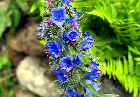 I fiori di Brosso - fiore, di tarassico, 1, selvatico