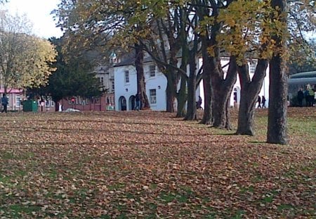 Autumn Carpet - leaves, autumn, at, chatham