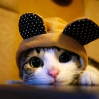 I\'m a bear cat, but that\'s OK...