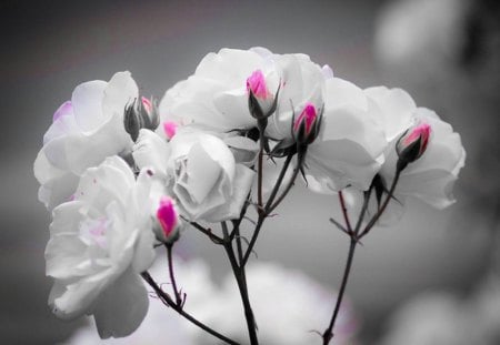 bud - bud, rose, white, pink