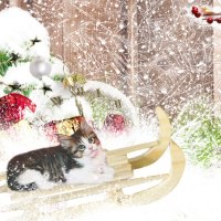 Cat on a Sled