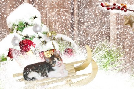 Cat on a Sled - winter, snow, stars, cat, christmas, berries, feliz navidad, snowing, decorations, xmas, sled