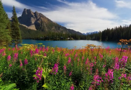 Emerald lake - summer, beautiful, fresh, lakeshore, nature, mountain, water, flowers, canada, serenity, shore, lake, sky, calmness, peaks, reflection, nice, clouds, slopes, lovely, america