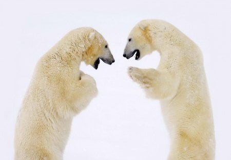 Polar Bear Dance - dance, snow, bear, animal, polar