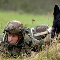 Black german shepherd