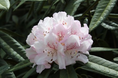 pinky white rhododendron - flowers, nature, pink flowers, rhododendrons