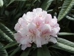 pinky white rhododendron