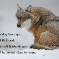 wolf wisdom