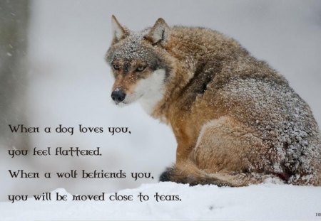 wolf wisdom