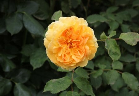 double yellow rose