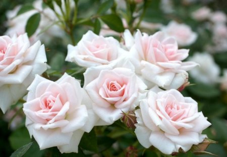 â™¥pink rosesâ™¥ - garden, stenderness, roses, sharpnes