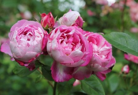 double pink & white roses